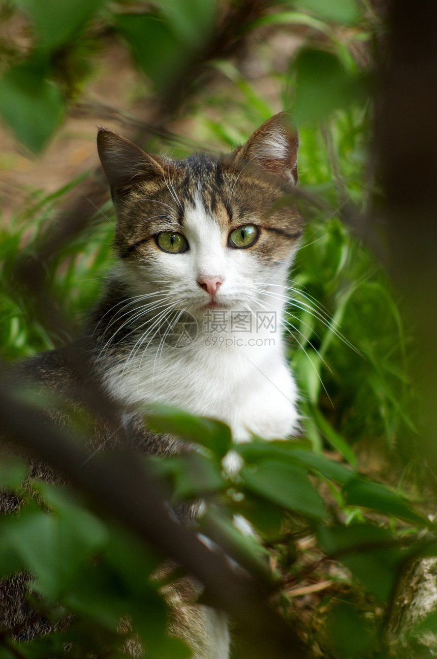 躲在灌木丛里的流浪猫图片