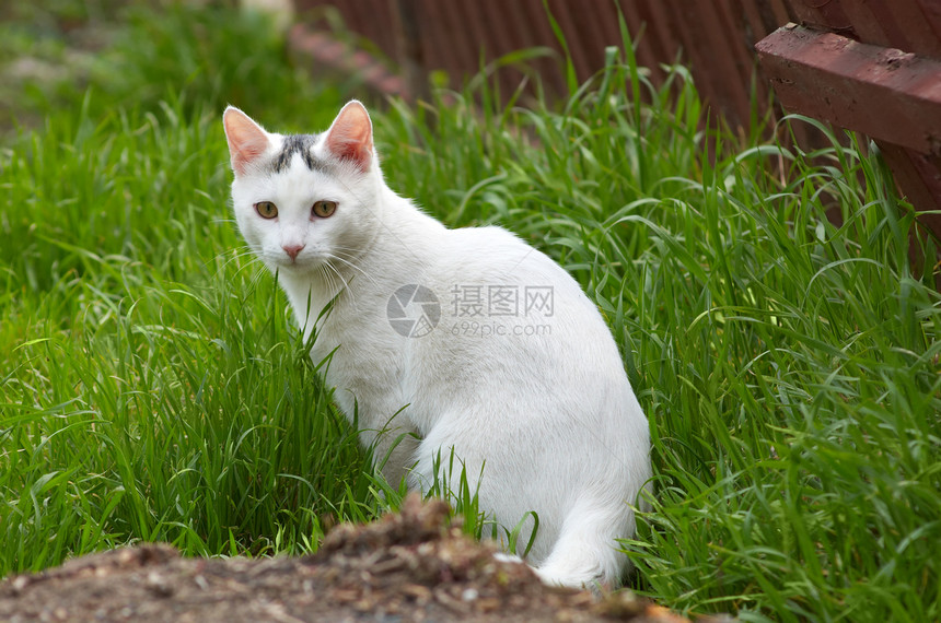 草地上的白野猫图片