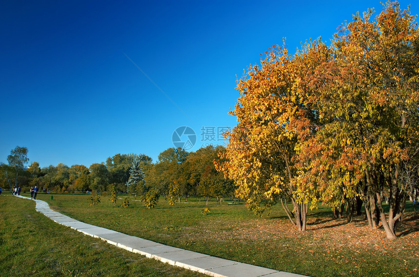 秋天在公园叶子木头蓝色环境植物森林橙子金子城市车道图片