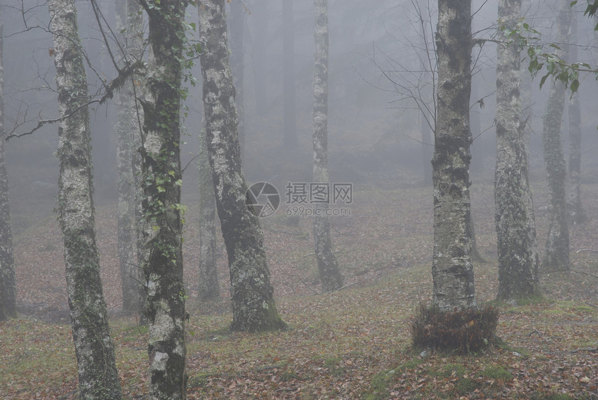 多雾路段车道风险旅行踪迹栅栏途径薄雾农村弯曲困惑图片