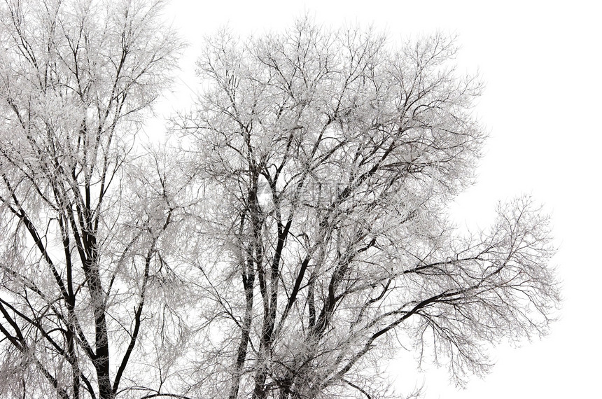 冻结的树枝森林季节蓝色树木植物公园天气天空场景白色图片