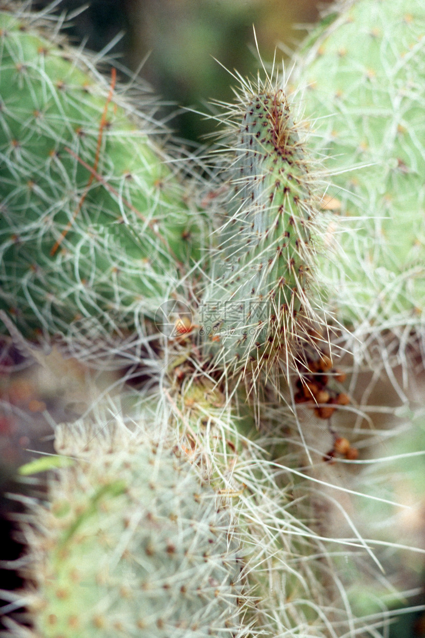 仙地植物沙漠图片