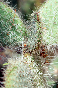 仙地植物沙漠背景图片