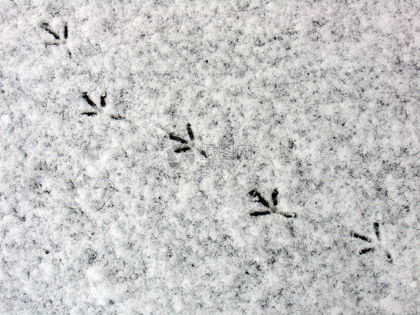 鸟脚印鸽子对角线雾凇季节白色冻结黑色脚步图片