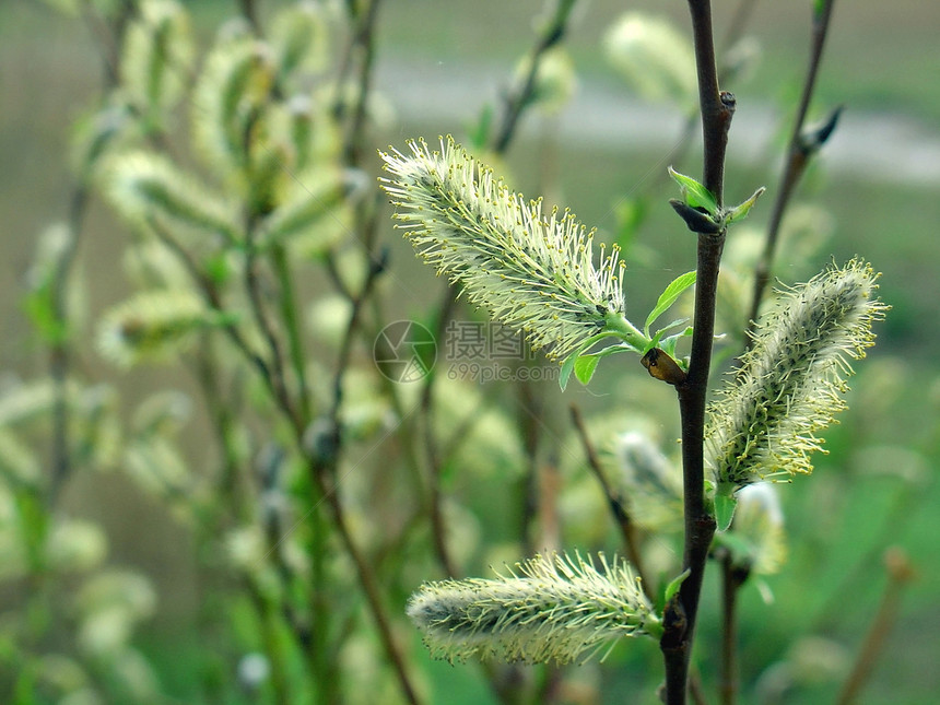 柳树枝和猫皮按钮树叶植物群灌木柳絮衬套枝条植物花粉绿色图片