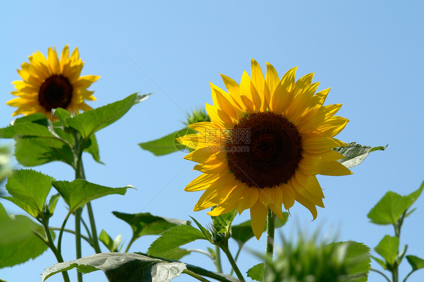 向日葵植物叶子树叶生长农业太阳天空晴天花朵蜜蜂图片