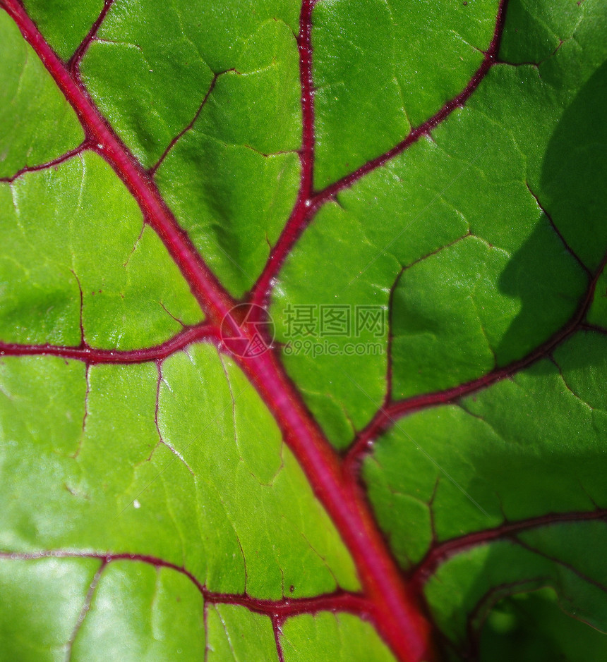 甜菜叶花园绿色红色树叶图片