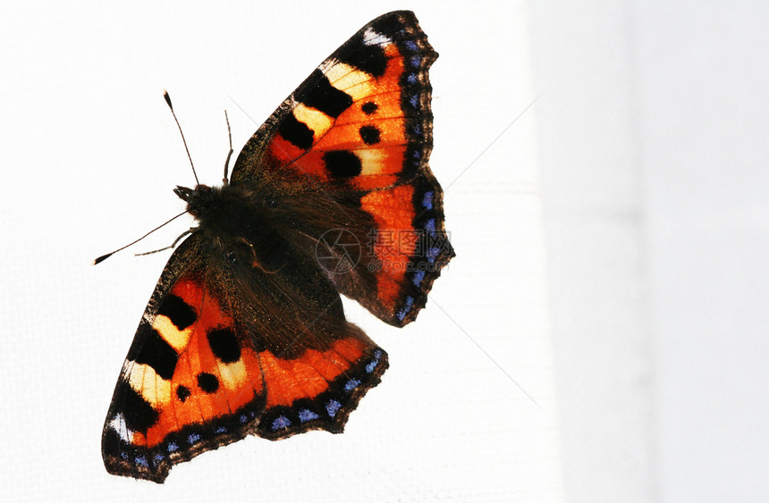 蝴蝶法格动物图片