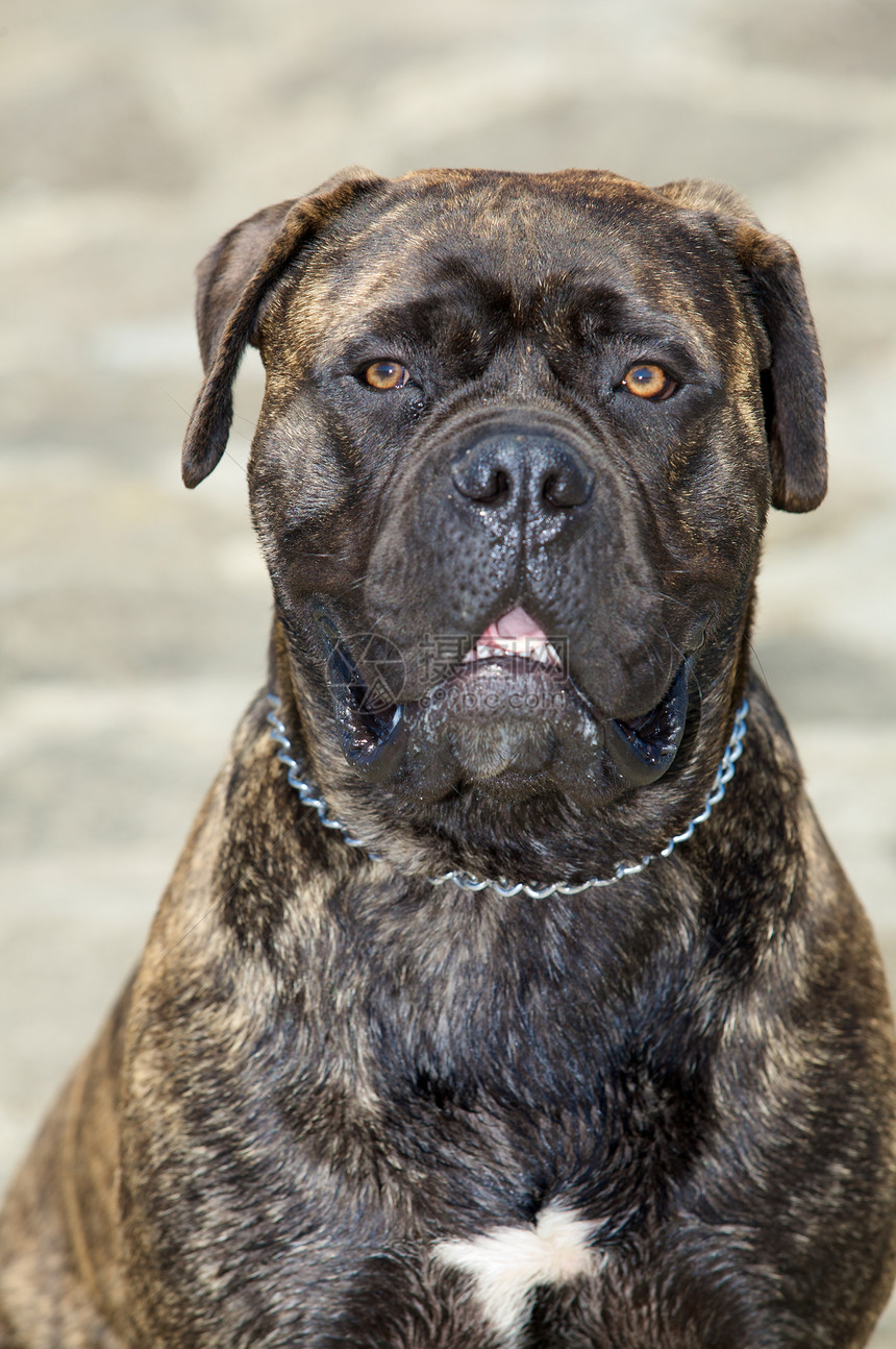 斗牛士的肖像动物虎纹短发家畜犬类宠物棕色动物群家庭石头图片