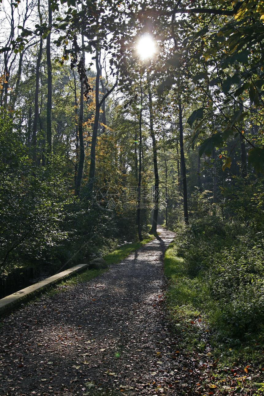 森林路径小路公园环境林屋图片
