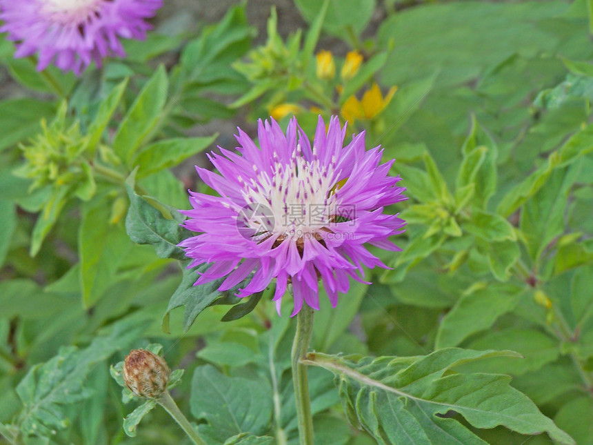 向向曲植物绿色圆形植物群花园植物学花瓣季节性紫色白色图片