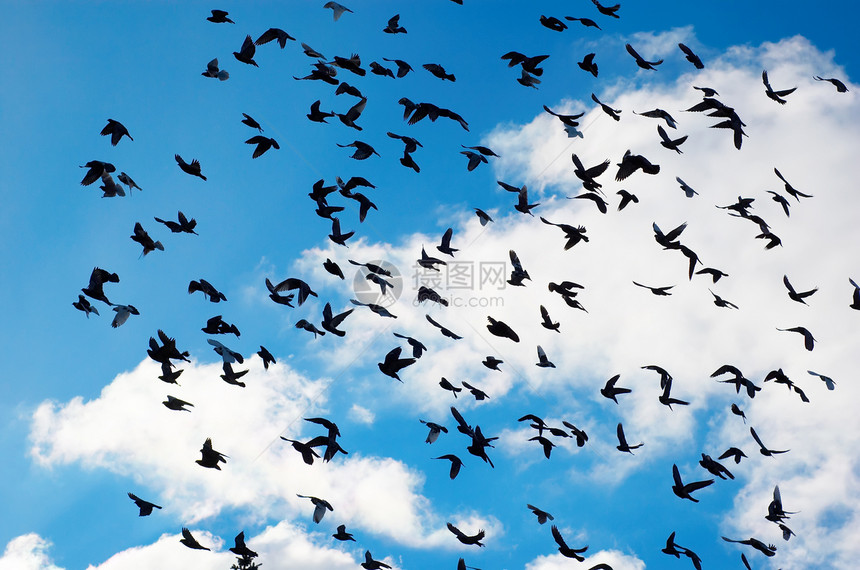 飞鸽鸽子热情动物飞行蓝色航班天空野生动物白色生活图片