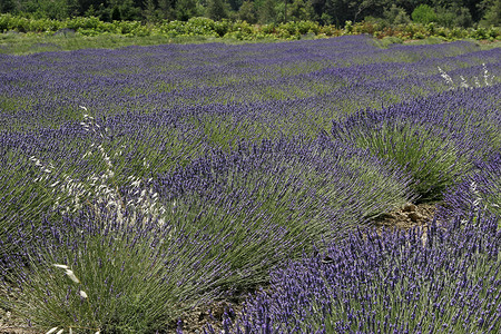 普罗旺斯的紫菜田地貌场地花田蓝色薰衣草风景高清图片