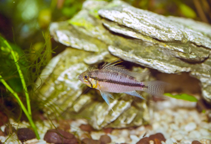 活性成像剖立度热带盆地矮人水族馆科鱼爱好家庭图片