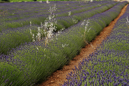 普罗旺斯的紫菜田风景薰衣草地貌蓝色花田场地高清图片