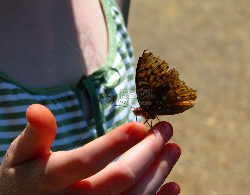 手指上的蝴蝶翅膀漏洞动物绿色黑色橙子白色天线条纹图片