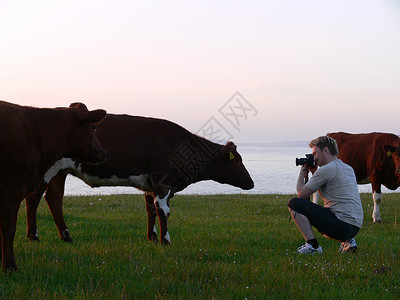 有一头奶牛和一群人一起做模特背景图片