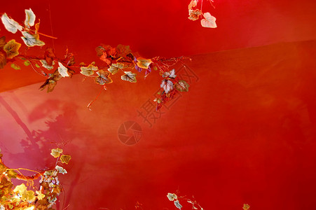 背景上的树叶宏观植物红色季节背景图片