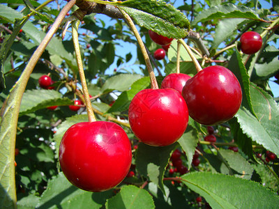 树上的樱桃叶子植物红色花园树叶水果背景图片