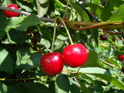 树上的樱桃植物叶子树叶花园水果红色背景图片