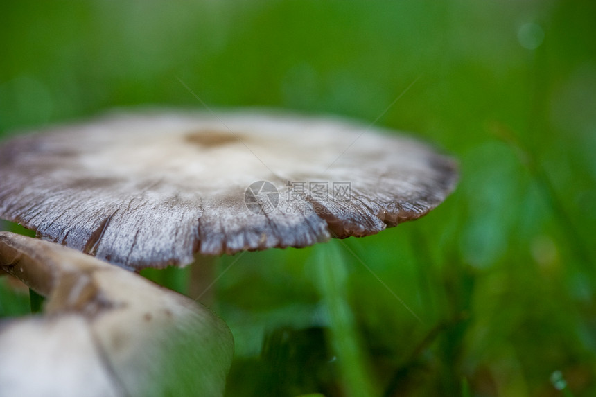 野生蘑菇宏观白色植物对象棕色食物食用菌蔬菜绿色图片
