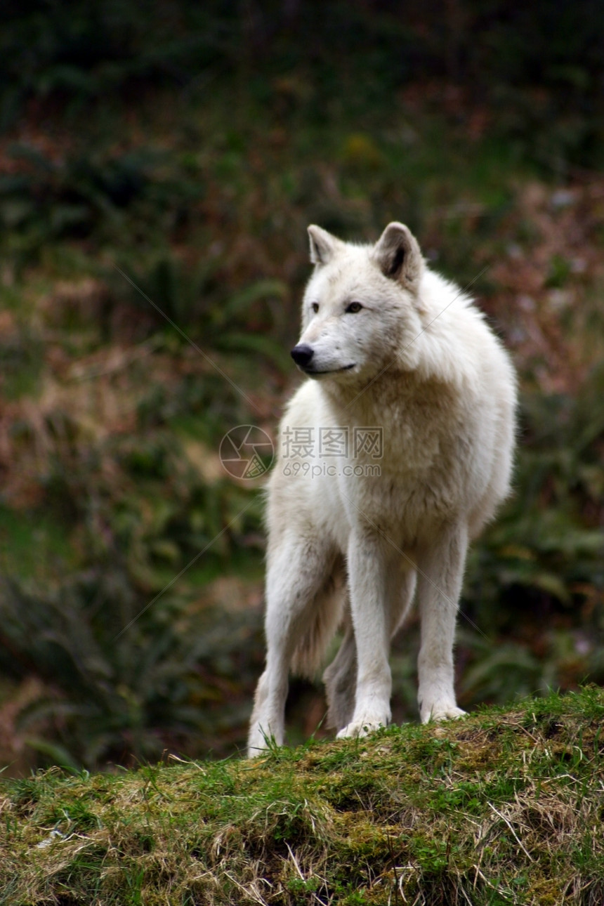 白狼捕食者野外动物灰狼兽头哺乳动物动物食肉野生动物图片