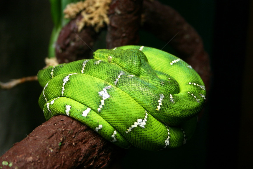 腐化蛇荒野动物园绿色捕食者獠牙危险图片