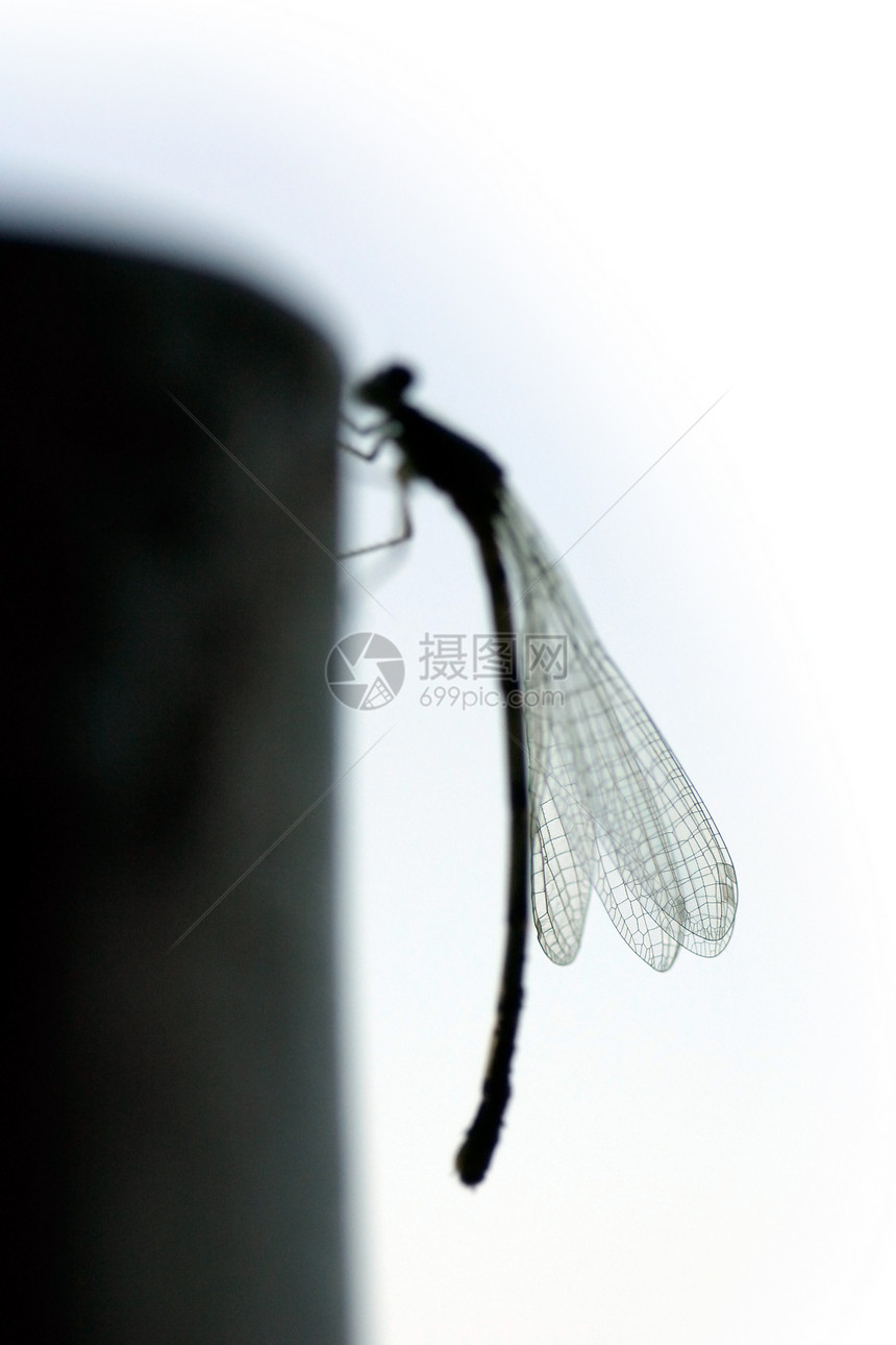 飞龙环形光影小屋昆虫季节蜻蜓宏观图片