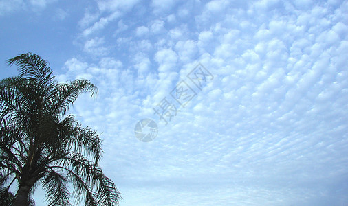 云中的棕榈背景图片