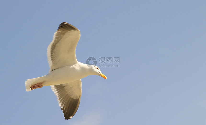 海鸥白色航班翅膀荒野海鸟天空野生动物蓝色羽毛飞行图片