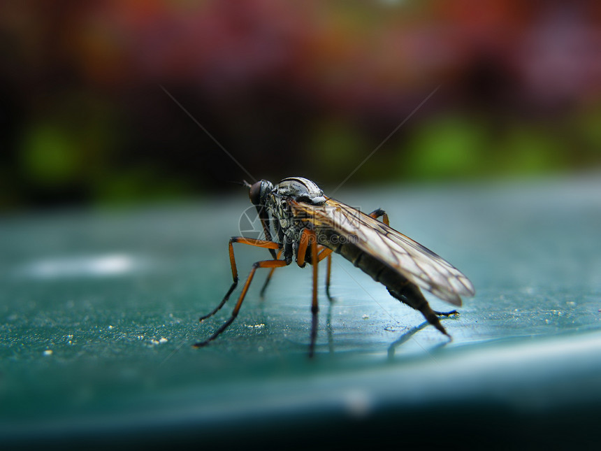蚊虫危险昆虫宏观图片