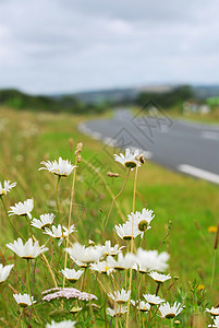 路边的野花国家公路旅行路面农田曲线车削运输农村场地道路雏菊背景