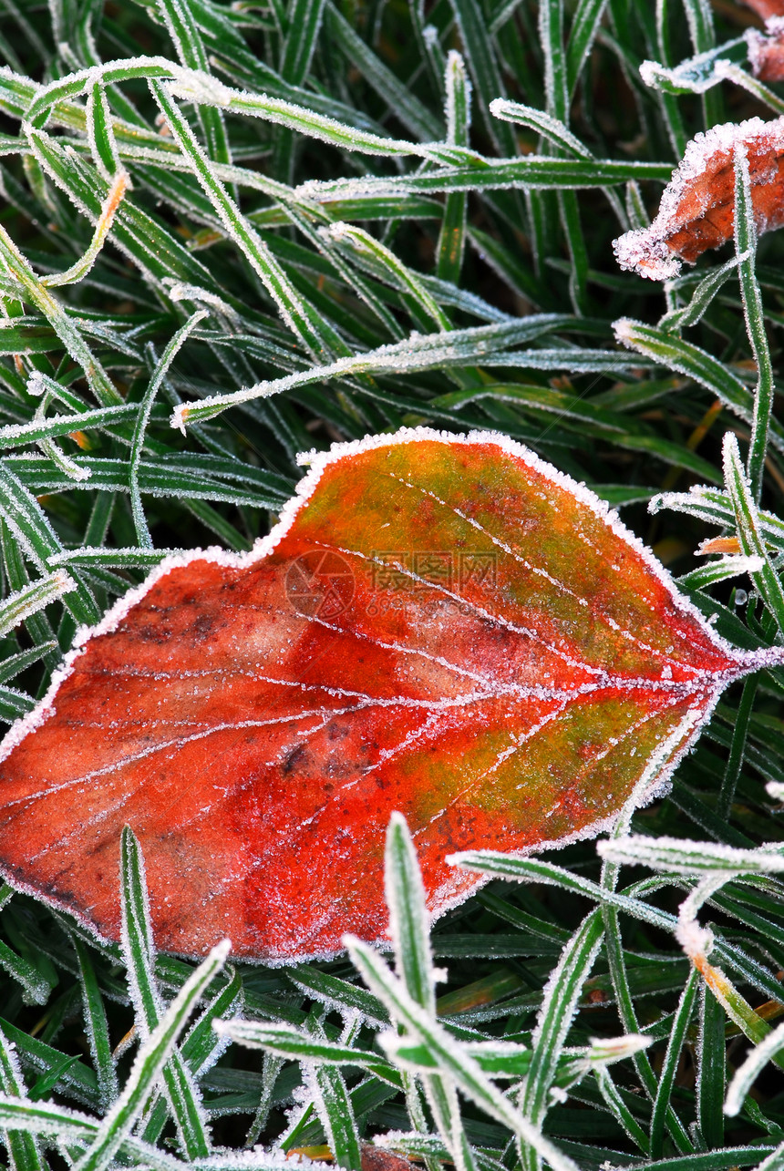 霜叶叶地面树叶叶子水晶碱液磨砂植物冻结冷冻宏观图片