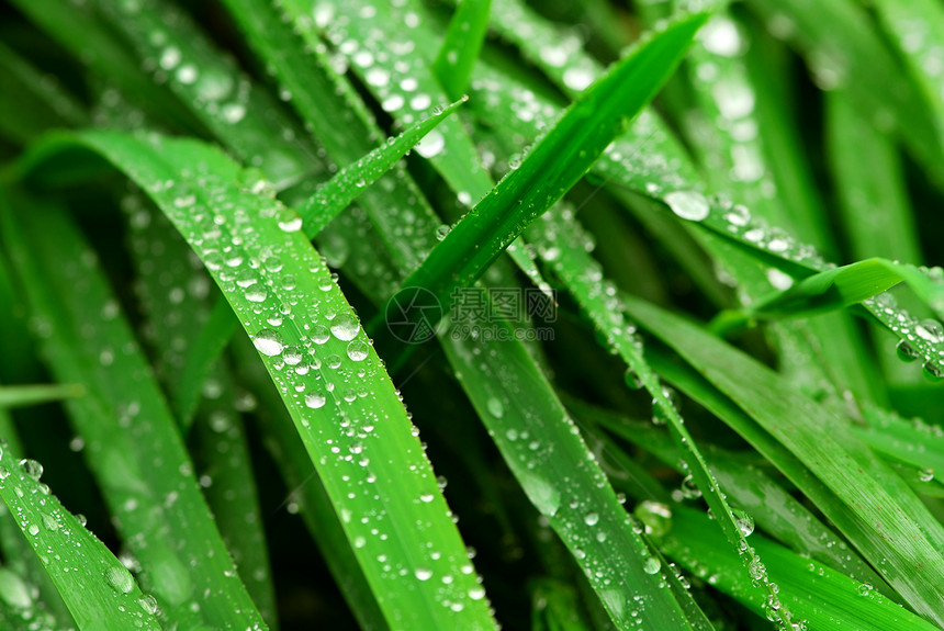 草地上的雨滴叶子宏观生活飞沫场地环境水滴绿色植物生长刀片图片