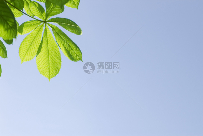 蓝天空背景的绿树叶植物学天空活力生长板栗晴天环境叶子季节植物图片