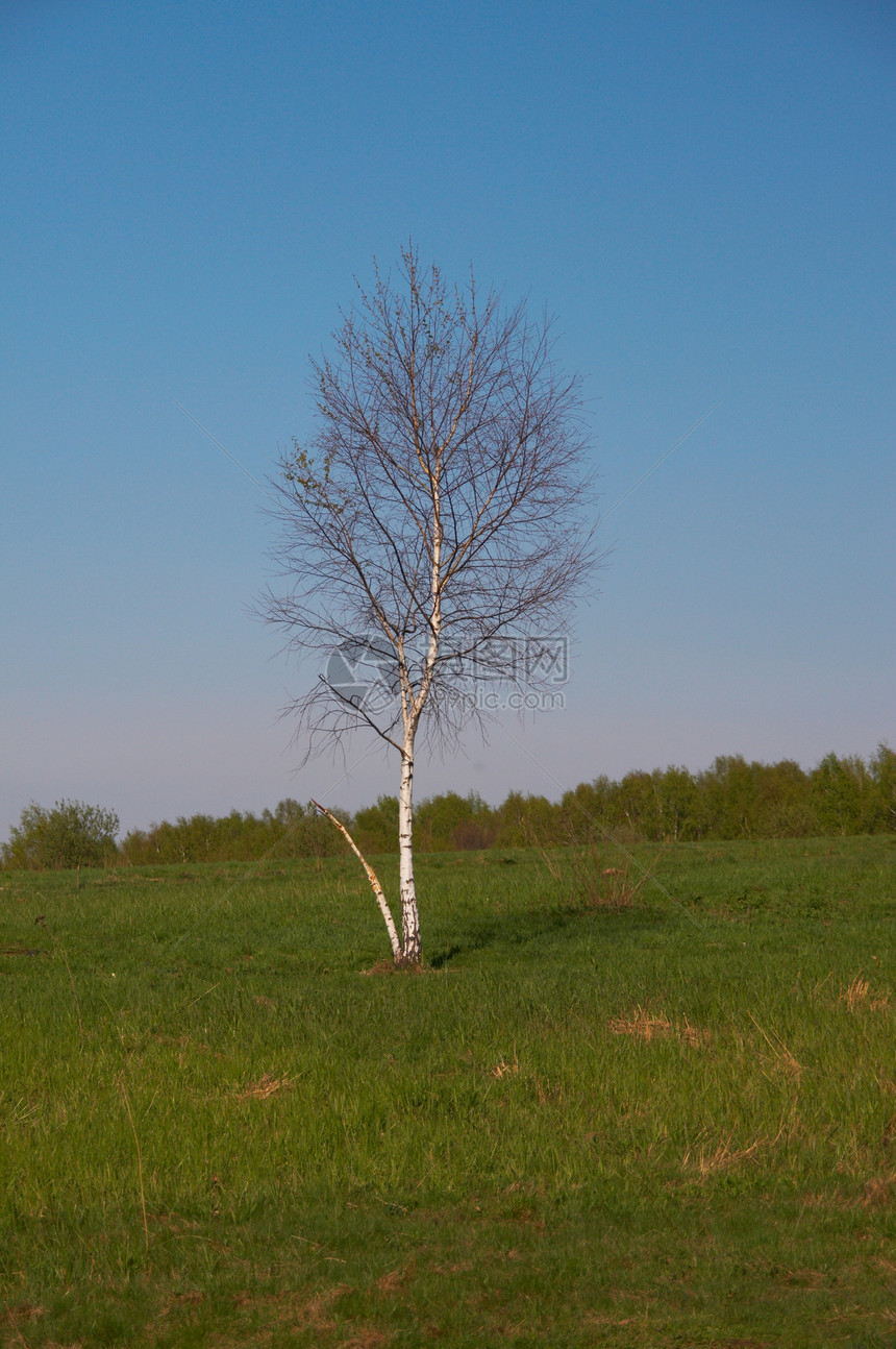 树孤独叶子场景太阳地平线阳光土地草地绿色全景图片