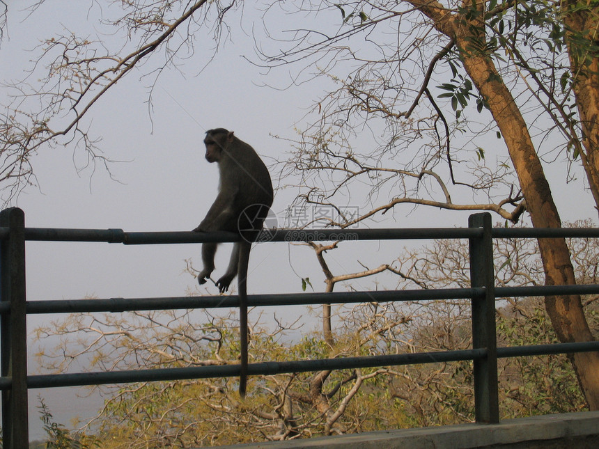 猴子蒙拜游客尾巴动物图片