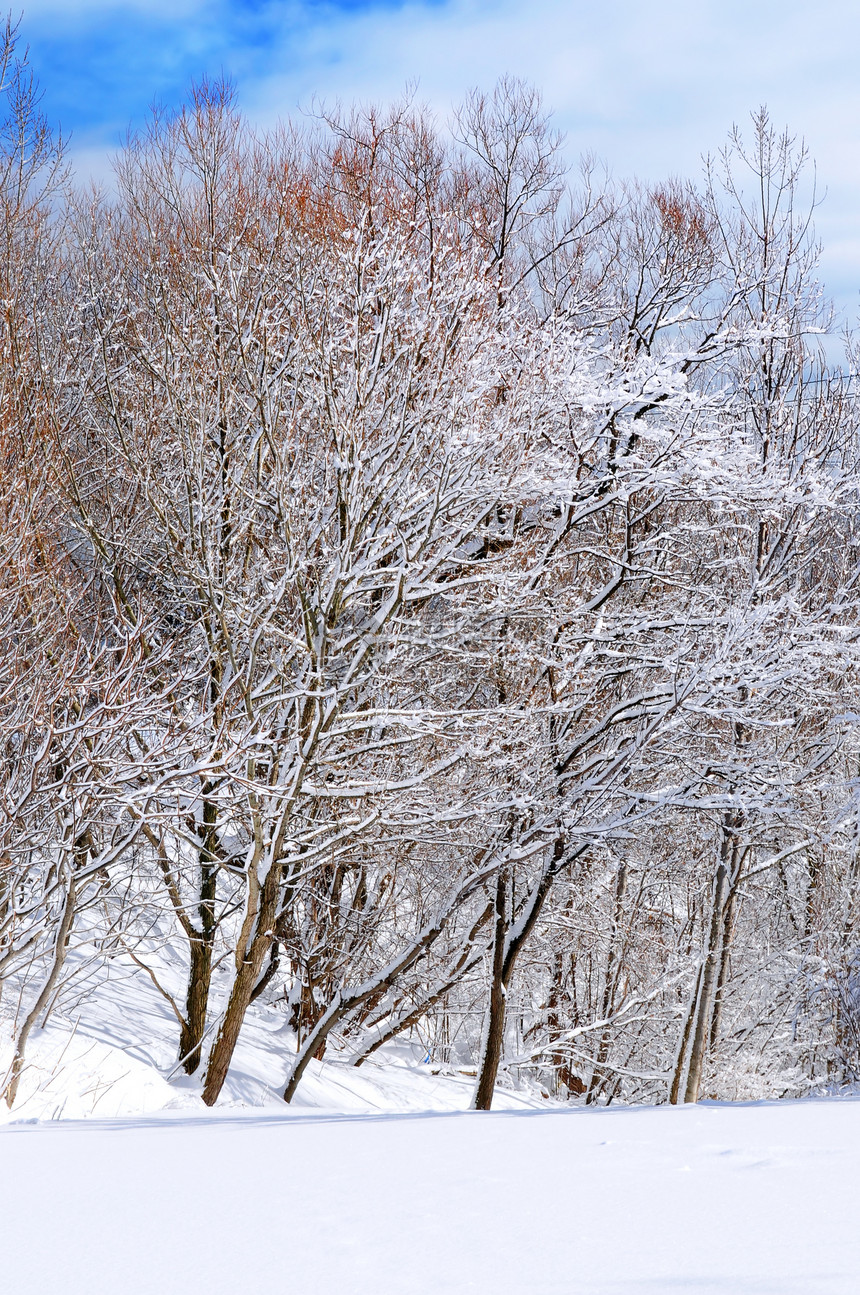 冬季公园晴天天空蓝色降雪季节荒野场景分支机构树木仙境图片