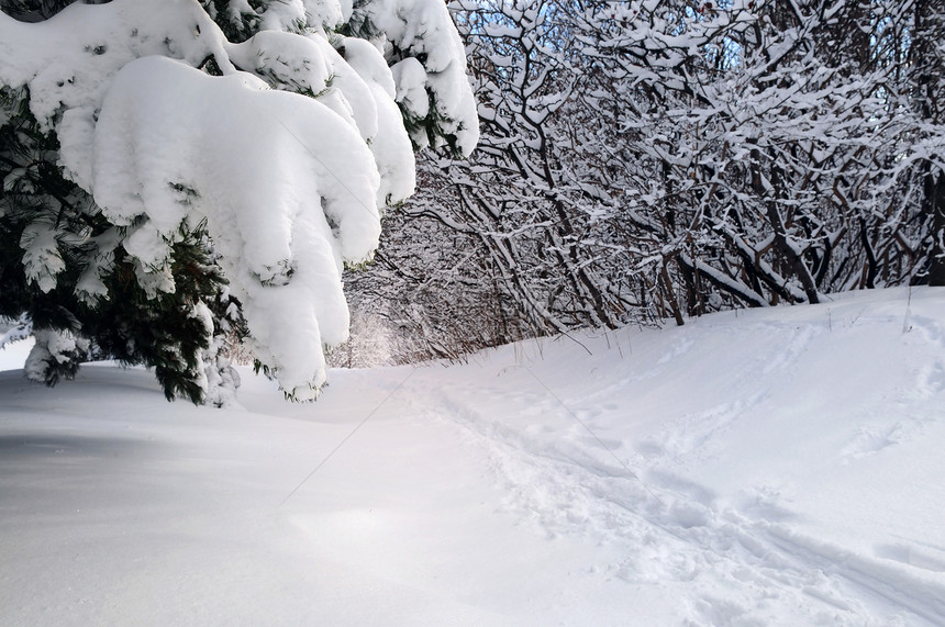 冬季森林路线天气降雪踪迹树木风景仙境荒野小路分支机构娱乐图片