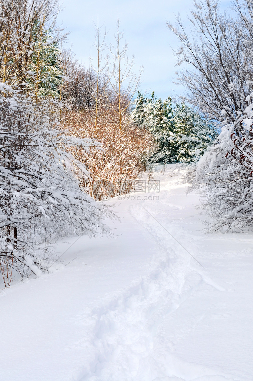 冬季森林路线木头远足分支机构仙境季节降雪娱乐公园晴天天气图片