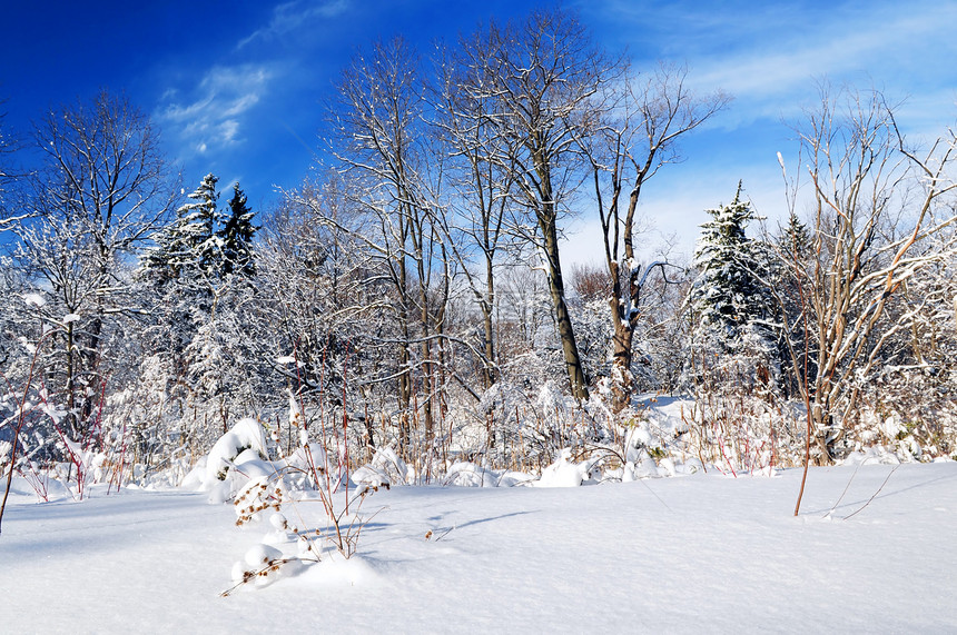 冬季森林风景降雪仙境公园分支机构晴天天气树木粉末荒野图片