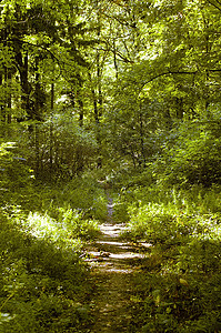 森林路径太阳射线晴天小路背景图片