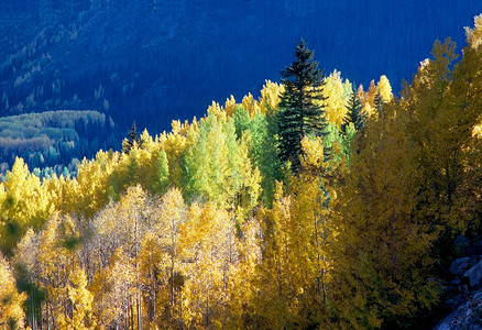 秋季季节黄色森林背景图片