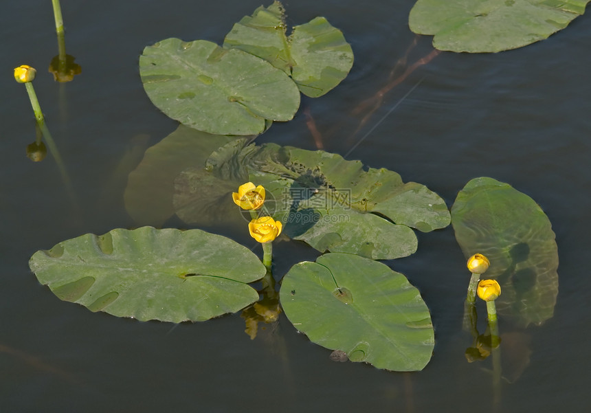 黄水百合树木冥想水陆反射睡莲液体池塘植物群植物森林图片