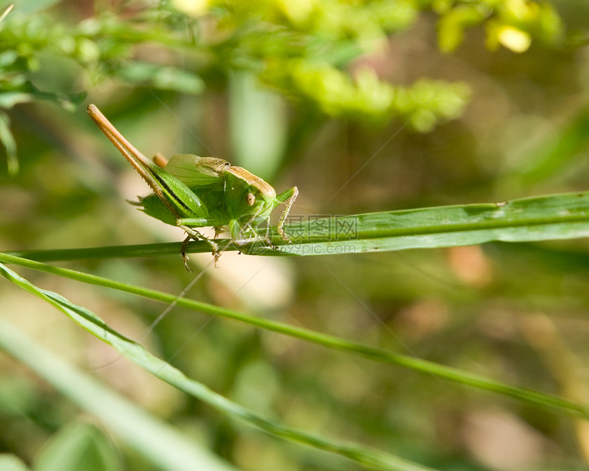 绿宏观草地生活害虫漏洞眼睛脊椎动物尾巴蟋蟀植物图片
