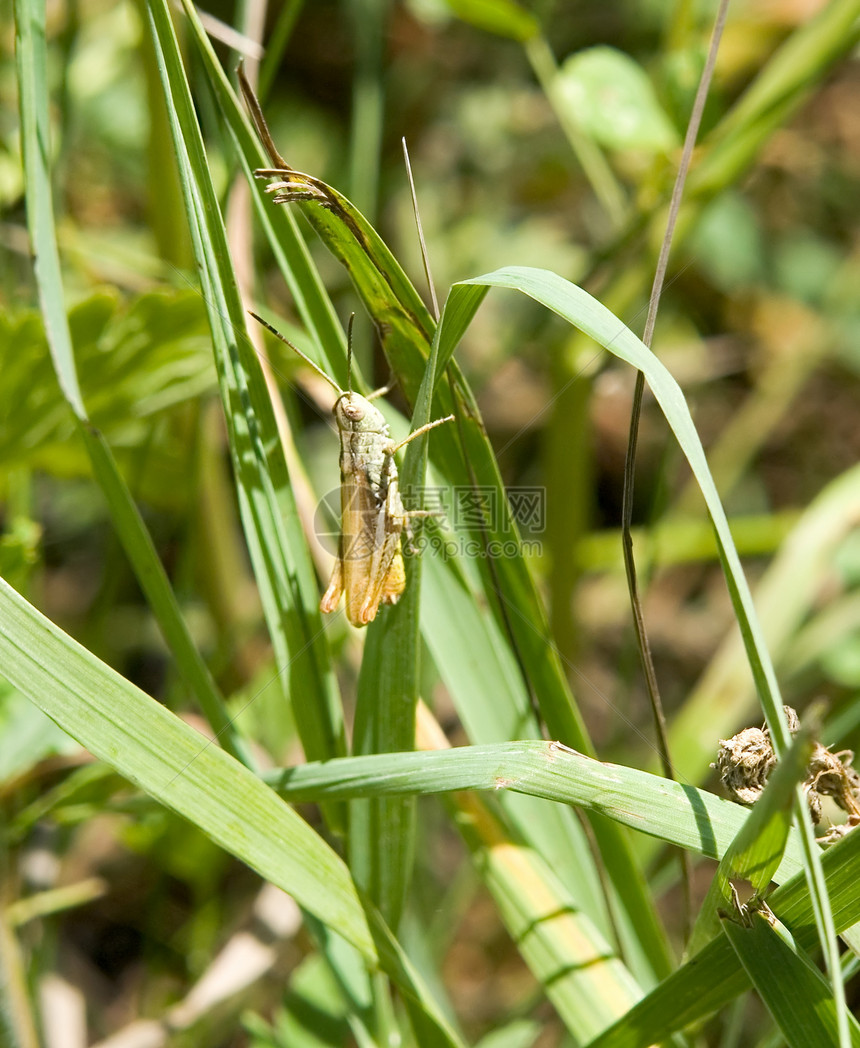 蚱蜢植物宏观翅膀草地活力荒野刺槐野生动物蟋蟀害虫图片