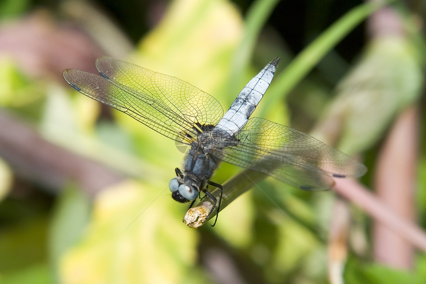 飞龙叶子野生动物害虫静脉眼睛空气蓝色天线蜻蜓漏洞图片