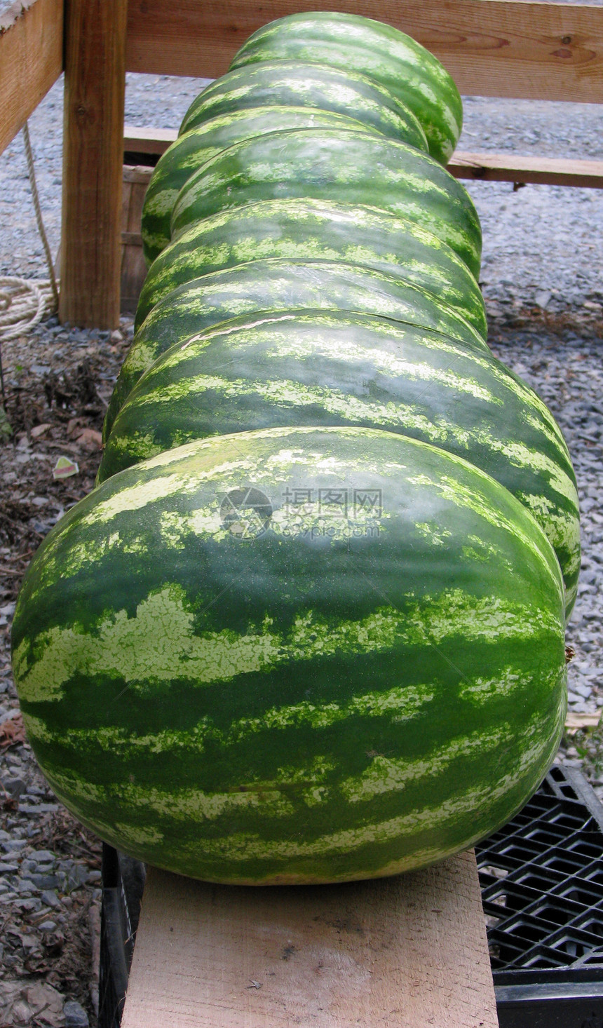 线内西瓜水果白色木头棕色蔬菜团体甜瓜条纹绿色圆形图片