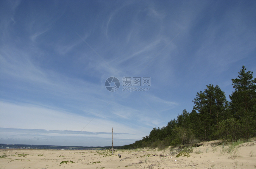 海滨森林闲暇松树假期树叶蓝色天空图片