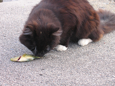 吃鱼黑色猫咪猫和鱼食物毛皮尾巴沥青黑色码头钓鱼自然白色灰色背景